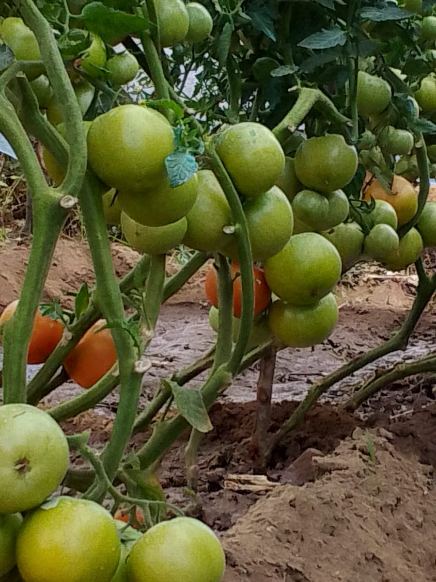 The Seedling Hub tweet media