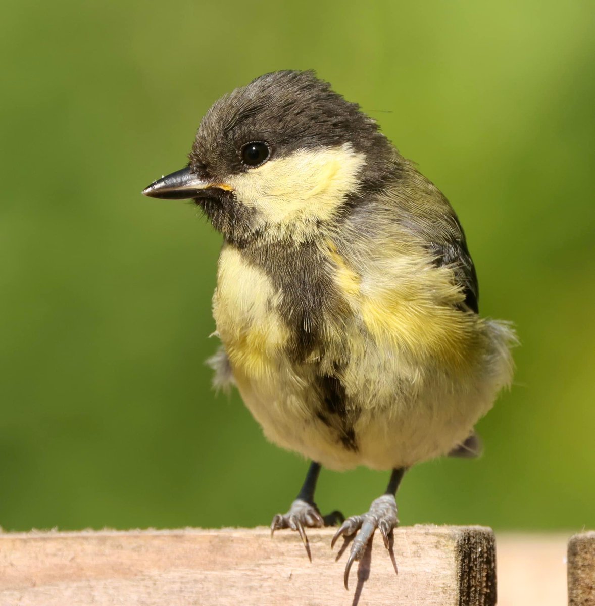 Mike Webb tweet media