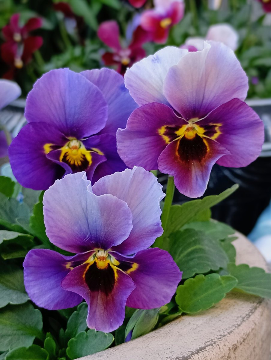 かおりページ Lycee Over Ture/Nitro Origin]ガーネット LO-6306 R | Buy from TCG