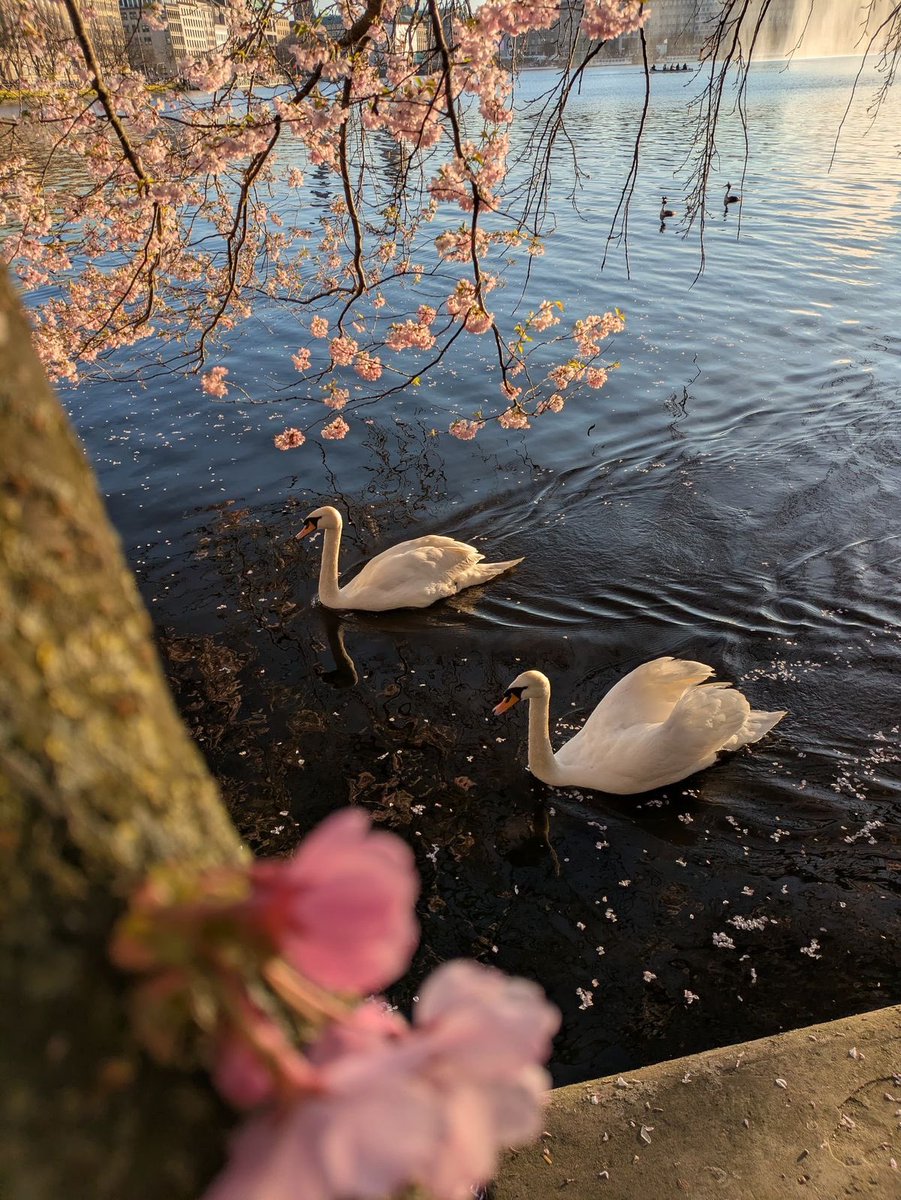 sidhu_789's tweet photo. 🌸🦢 https://t.co/QR5PLSJRyU
