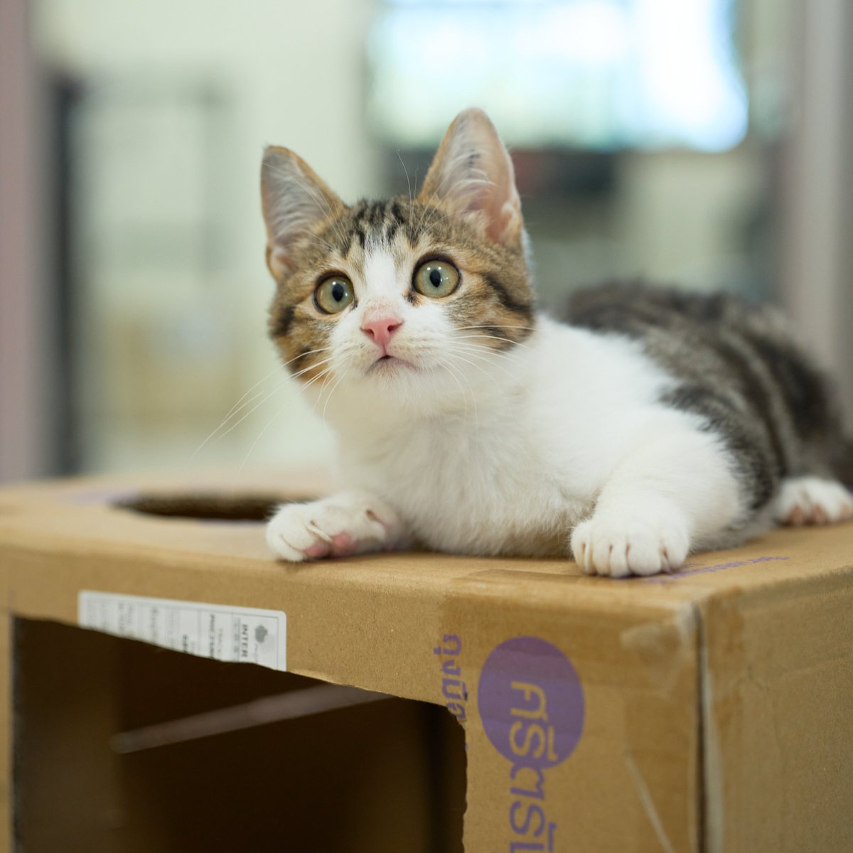 น้องแมวหาบ้านวันนี้🧡 

📷ยูยูน่า เพศผู้ อายุ 5 เดือน

สนใจรับเลี้ยงแอดไลน์ @adoptionth 
หรือโทร 061-2642296

#availableforlocal #แมวหาบ้าน #หาบ้านให้แมว #แมวจรหาบ้าน #ลูกแมว