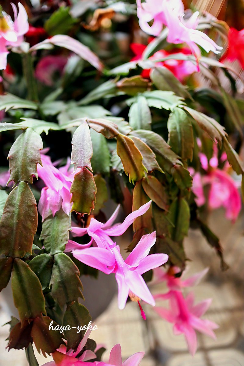 挿し芽で増やしたシャコバサボテンと カランコエの花が咲きました