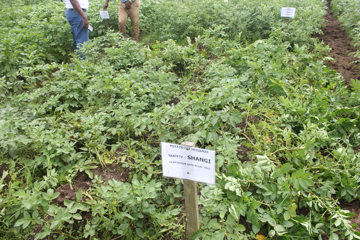 Breakthrough Biotech Potato Trials Mark a New Era for Rwanda’s Potato Sector

This week marks a major milestone for Rwanda’s agricultural innovation journey as RAB successfully harvested biotech potato field trials across Kitabi, Rwerere, Kinigi–Tamira, and Musanze research