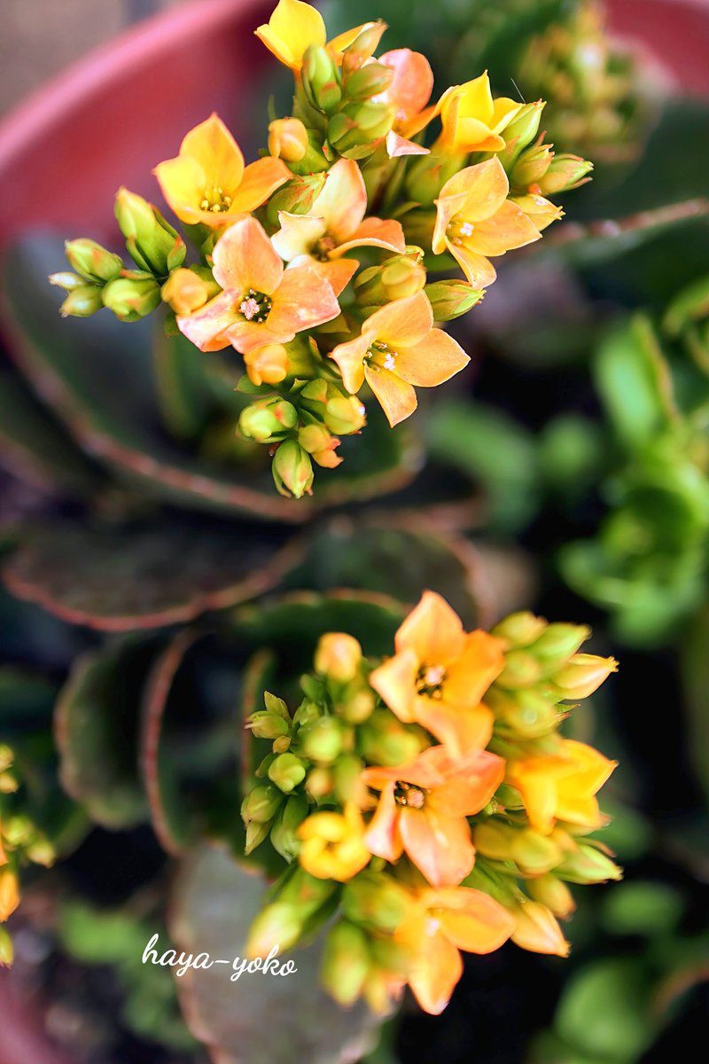 りんご シャコバサボテン コンペイトウファイヤー シクラメン レジーナ