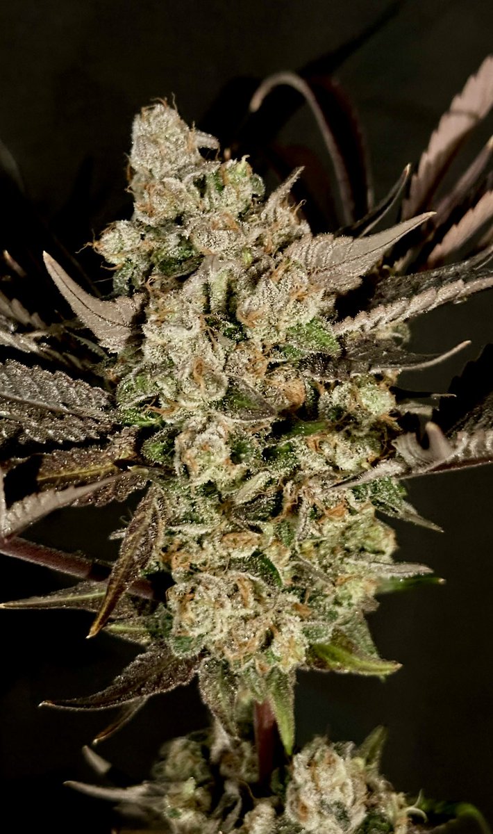 IrieGenetics's tweet photo. Bill Cipher (Lemon Jeffery X The Cream) 
https://t.co/JDjdWEDMRA #iriegenetics https://t.co/wHEp1aBkqa