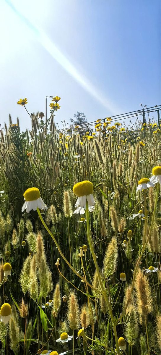#الرياض 
يارب قلبي أرويه واحييه وانبت فيه من ربيعك.

عدسة جوالي