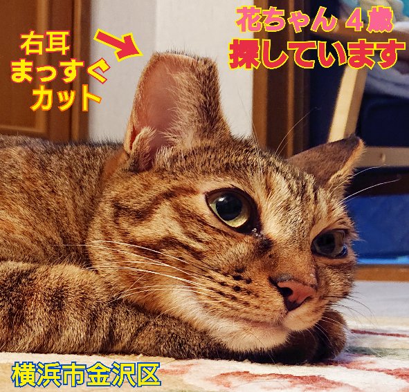 猫を探しています。花ちゃん４歳。右耳がまっすぐカットされた明るい茶色の猫を知りませんか？2024年4月11日横浜市金沢区富岡東の自宅から私の不注意で外に出てしまい迷子のままです。長い月日がたってしまっていますがずっと探しています。
#猫を探しています 
#拡散希望 
#リポストお願いします