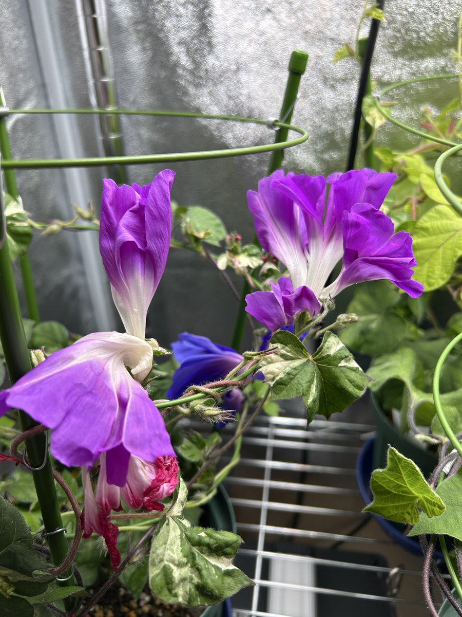 たまたま乱れて咲いた訳ではなくこういう咲き方。
稔性悪すぎて萼咲の交配計画が狂う。