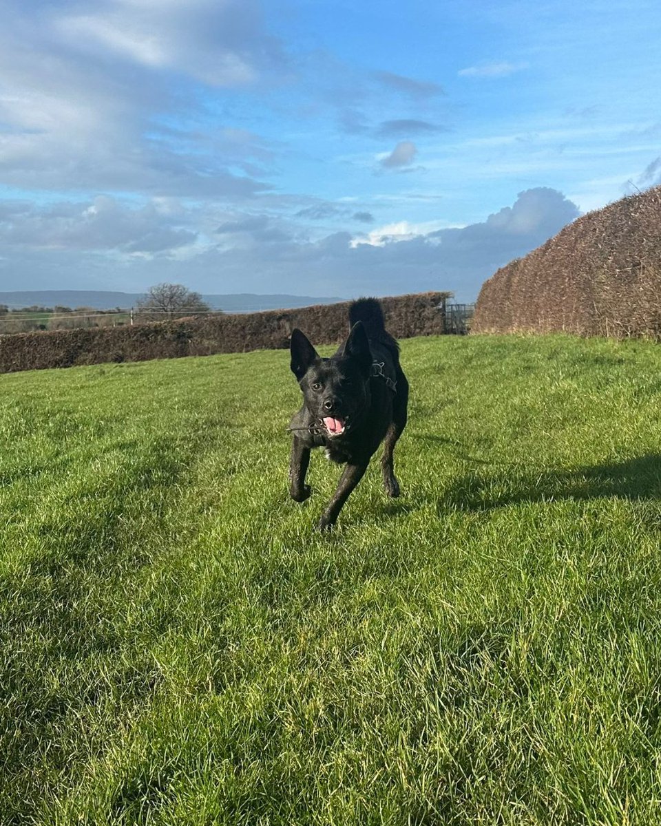 cotsdogscats's tweet photo. Macโs Adventures ๐พ
Grass? Conquered.
Puddles? Obliterated.
Joy? Maximum.
#DogLife #PuddleJumping #FurryExplorer https://t.co/H8Doqq1ZJY