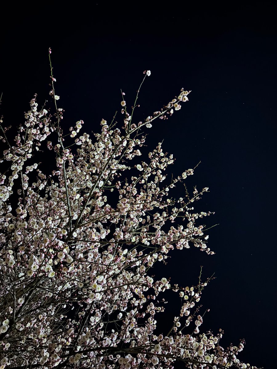 Takeshi CHUJO (中條岳志) tweet media