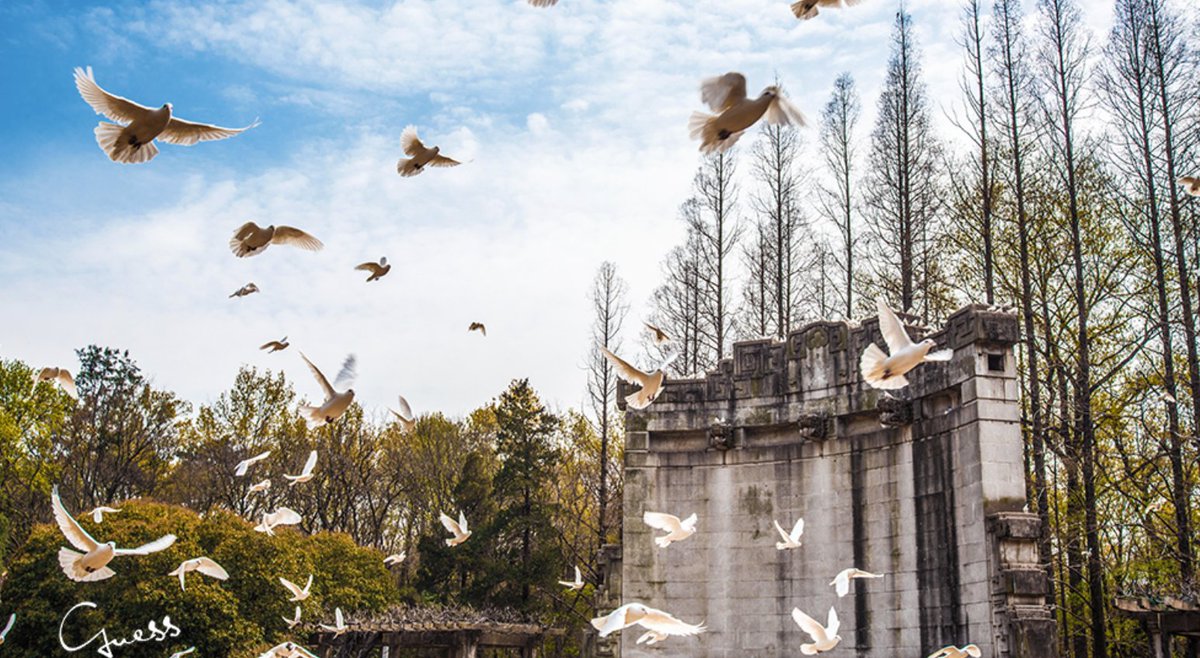 Bitlfy's tweet image. Top 10 Most Popular Cities for Traveling to China in 2025

10. Nanjing – Deep History and Academic Influence

Nanjing offers historical depth with modern accessibility.

Best for: History-focused travelers, academic visitors, regional explorers