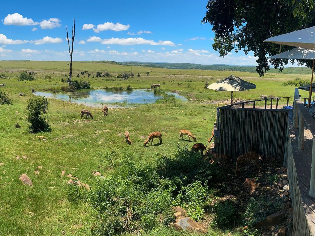 No fences. No noise. Just the waterhole doing its thing.

📸 Theuns K, TripAdvisor

#wildlife #plainsmoment #Nambitireserve #naturephotography #gamedrive #southafrica #repost