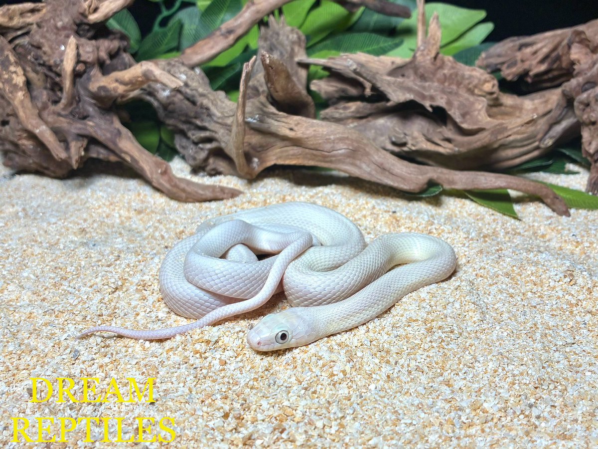 入荷情報🆕✨ 展示､販売中‼️ ブラックラットスネーク リューシ