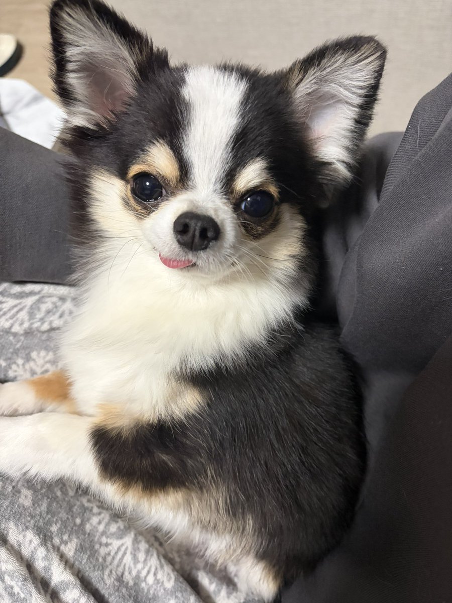 私が死ぬほど詰められてる会議に参加して
🐶「なんかいってるねﾍﾍ」「よくわかんないけど」
って顔してくれるもちょ。
ほんとにありがとう、😭