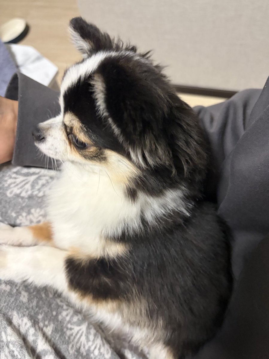kawaii_nagaiki's tweet photo. 私が死ぬほど詰められてる会議に参加して
🐶「なんかいってるねﾍﾍ」「よくわかんないけど」
って顔してくれるもちょ。
ほんとにありがとう、😭 https://t.co/VeX6y3vEaw