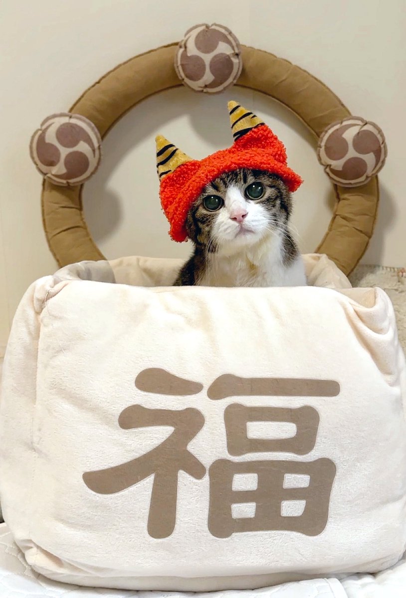 菊千代とmum (@y5_y5_san) / Posts / X