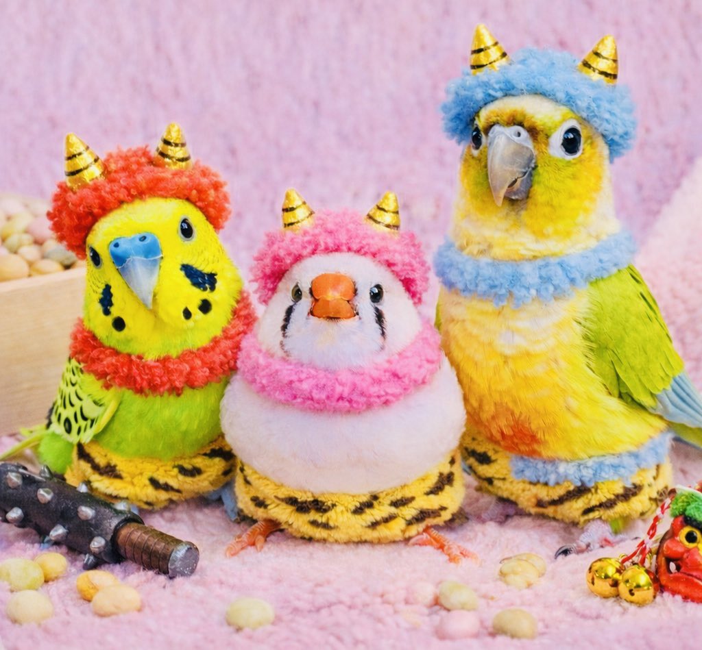 か、可愛いすぎる
#ウロコインコ
#セキセイインコ
#ジャンボキンカチョウ