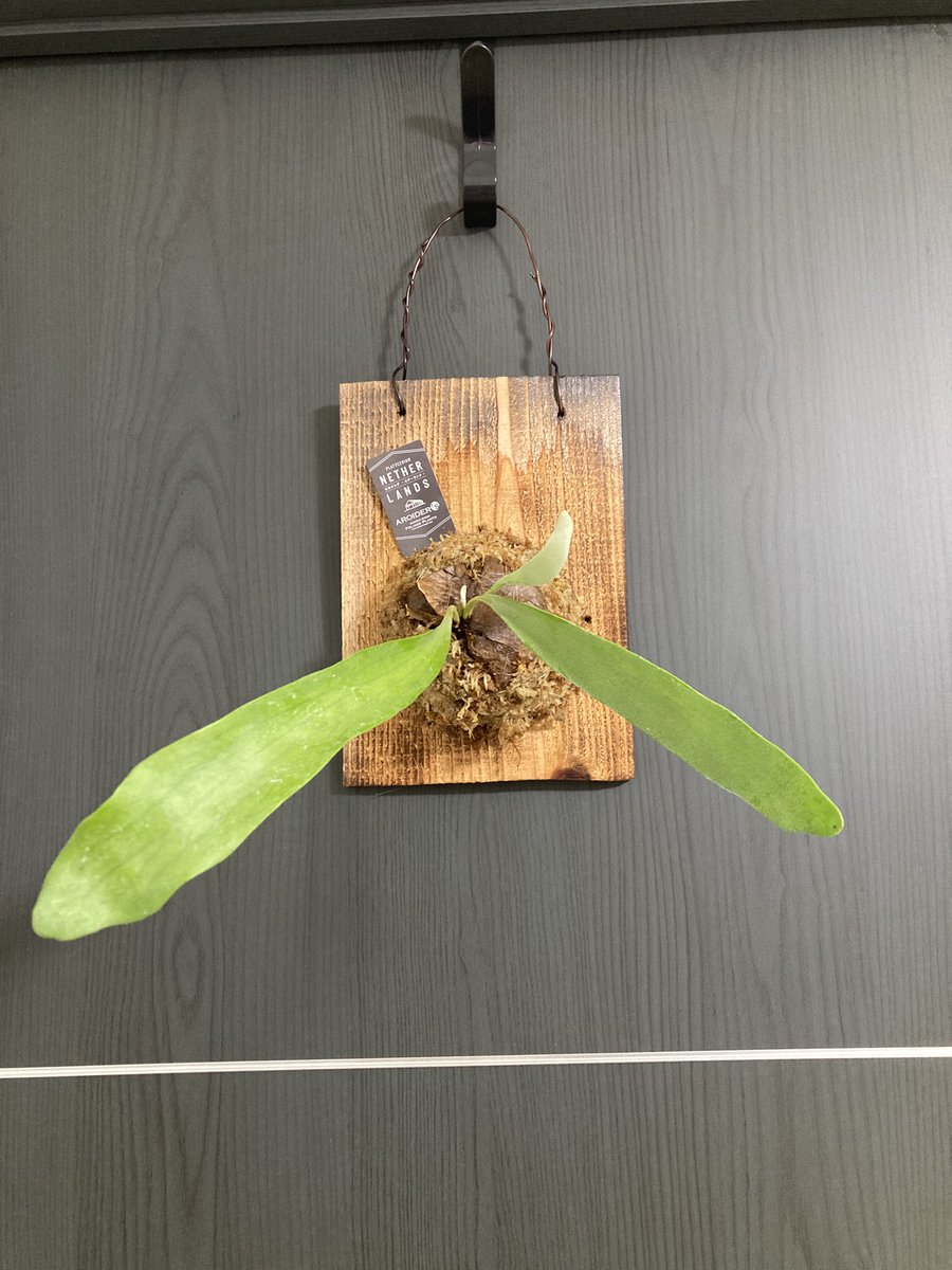 labo_sunmask's tweet photo. ビカクシダ君、去年7月からの変遷🌱
途中で装備も追加されて、グングンだな〜 https://t.co/8K4WGnFsl3