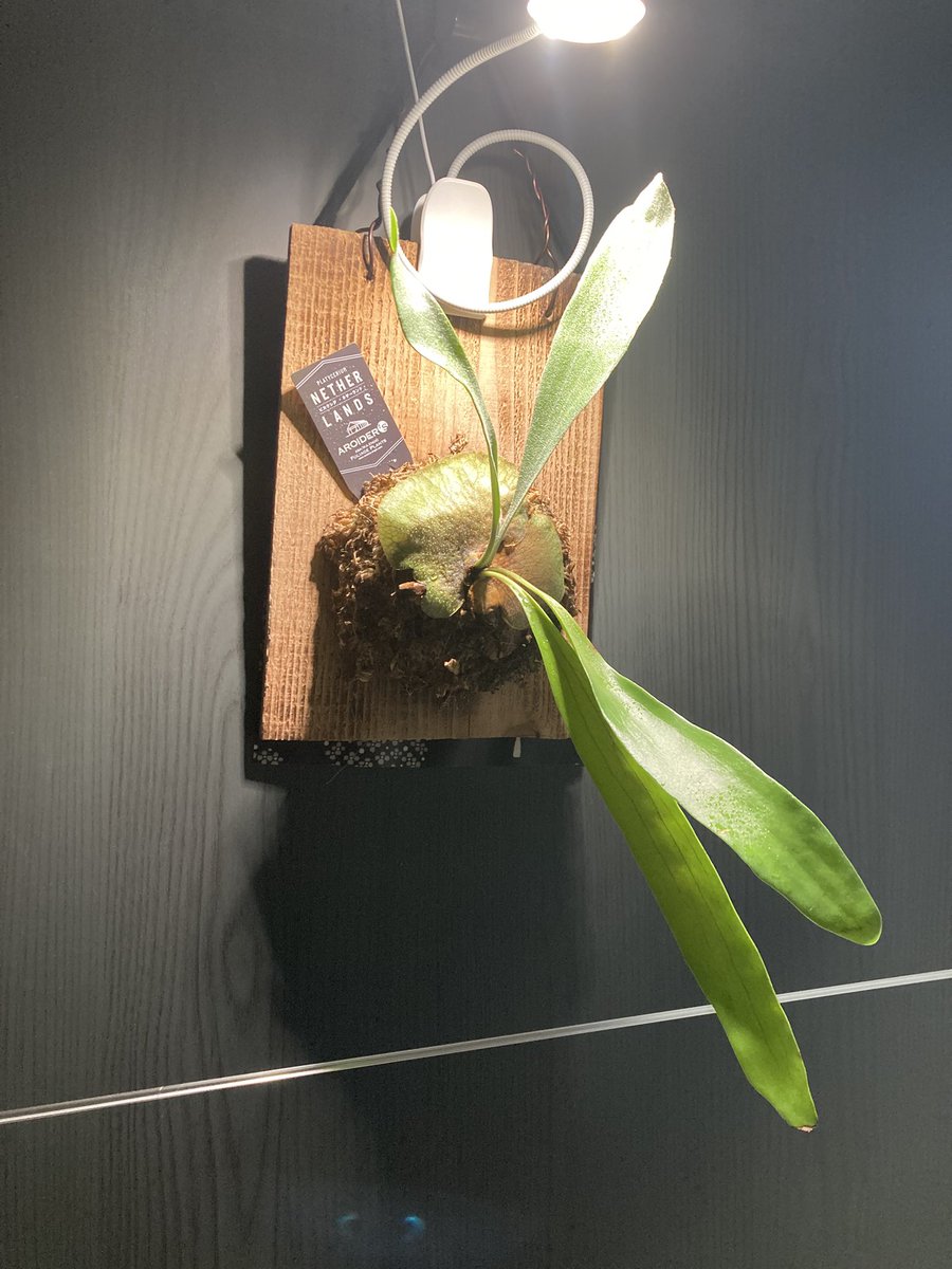 labo_sunmask's tweet photo. ビカクシダ君、去年7月からの変遷🌱
途中で装備も追加されて、グングンだな〜 https://t.co/8K4WGnFsl3