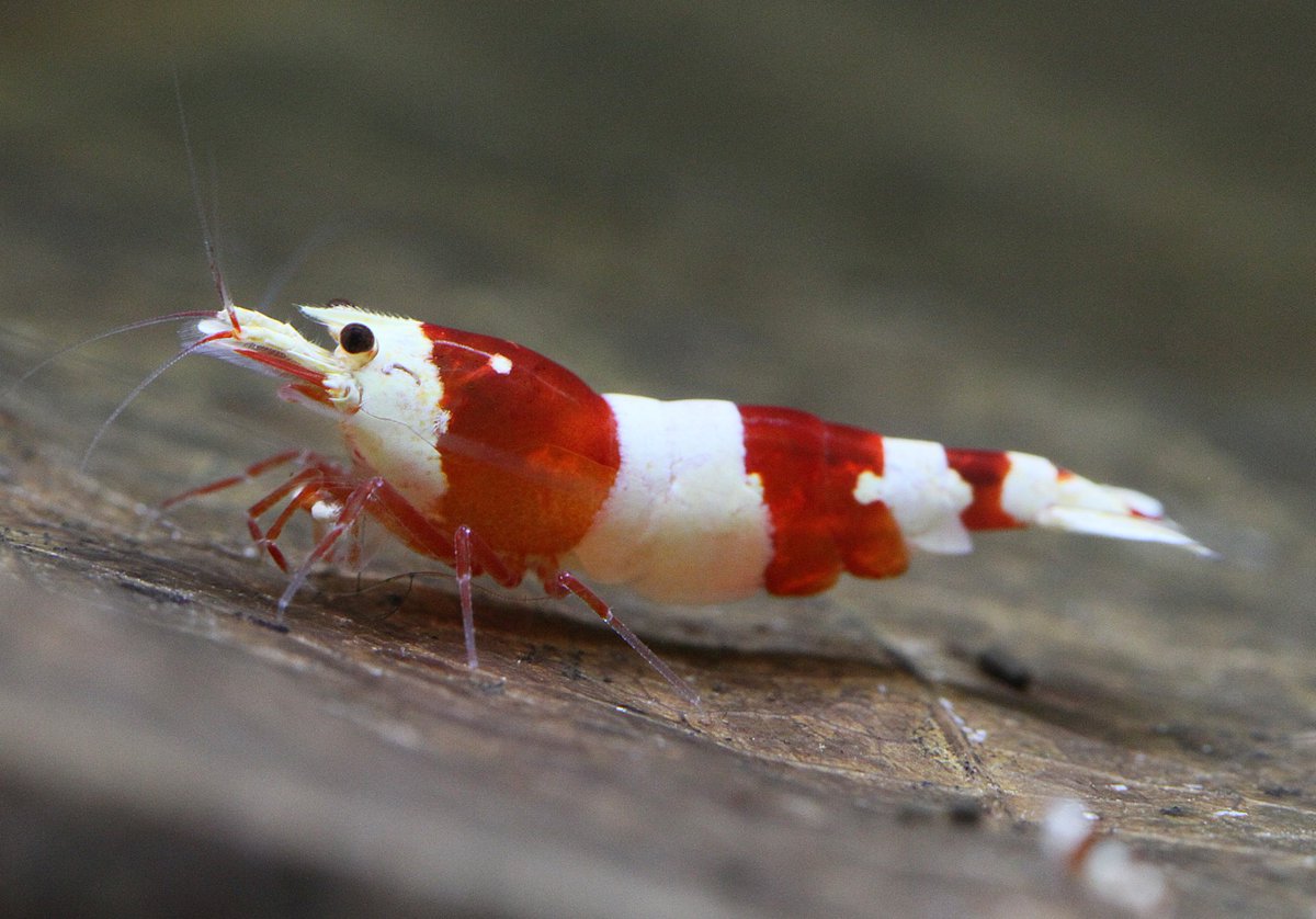 ◇えび庵◇ (@ebian20) / Posts / X