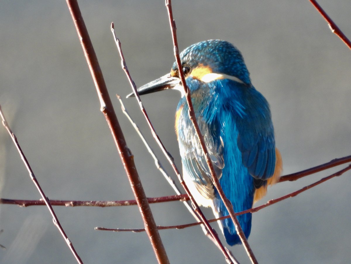 als die noch nicht zugefroren war, hing dieser eisvogel in der brigittenauer bucht ab