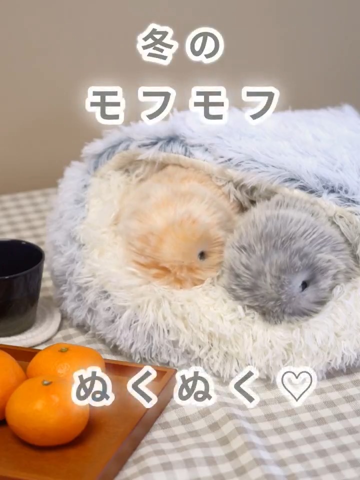 公式】Moflin（モフリン）｜感情が育つAIペット (@casio_moflin