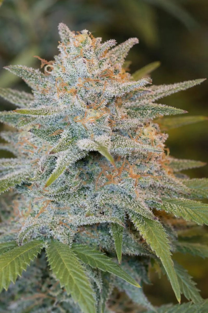 cannabulkseeds's tweet image. Critical Neville Fast (Feminized)
Fast and powerful genetics with classic Neville character. Perfect for growers looking for high yields and accelerated flowering.
🛒 Buy here:
👉 cannabulkseeds.com/producto/criti…

💥14% OFF with code LOVE14
#CannabulkSeeds #FastVersion #HomeGrow #Cannabis