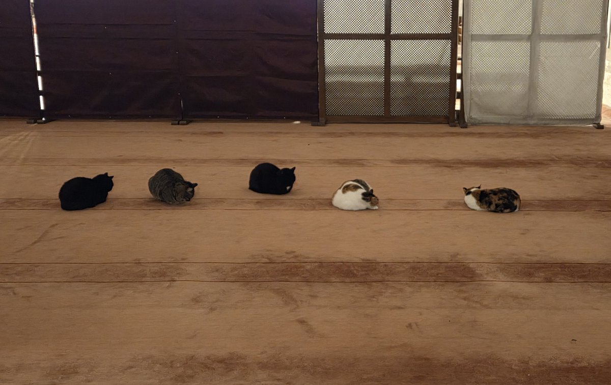 çok kızdınız ama şehzade kedileri artık saf tutmayı biliyor