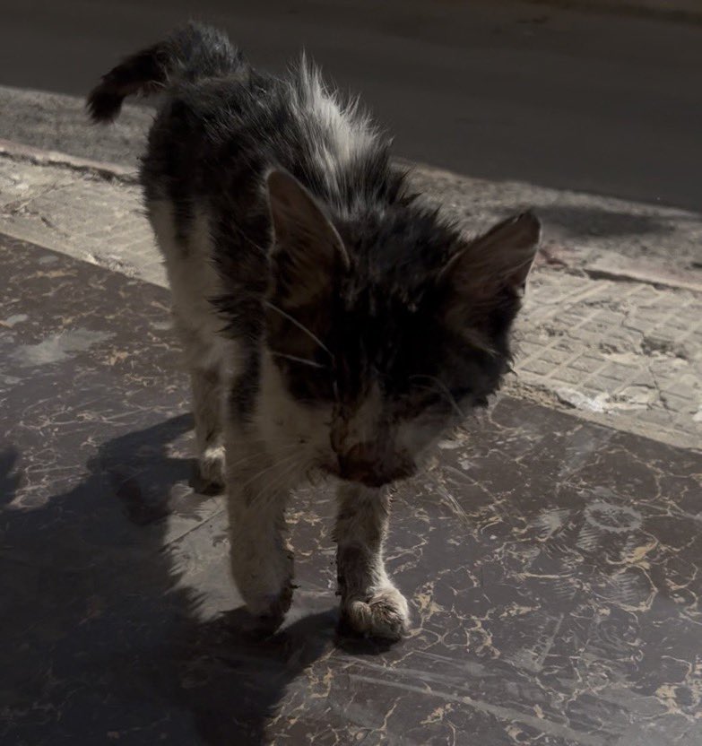 هيلة الروقي (قلب الرحمة) tweet media