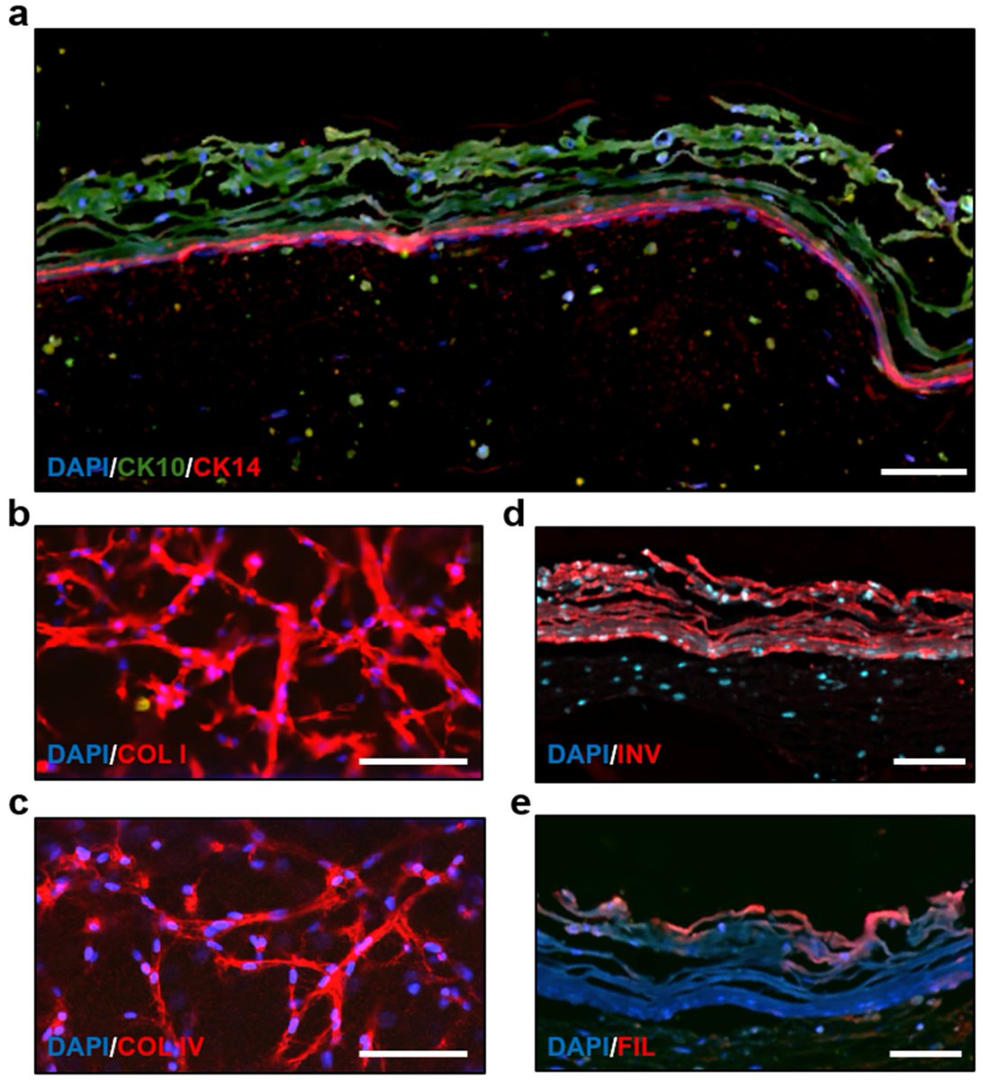 Bioeng_MDPI's tweet image. 💥Highly recommended publication: "Full-Thickness Perfused Skin-on-a-Chip with In Vivo-Like Drug Response for Drug and Cosmetics Testing"
🔗shorturl.at/53s3v
📌#OrganOnChip #Microfluidics #PharmaTech