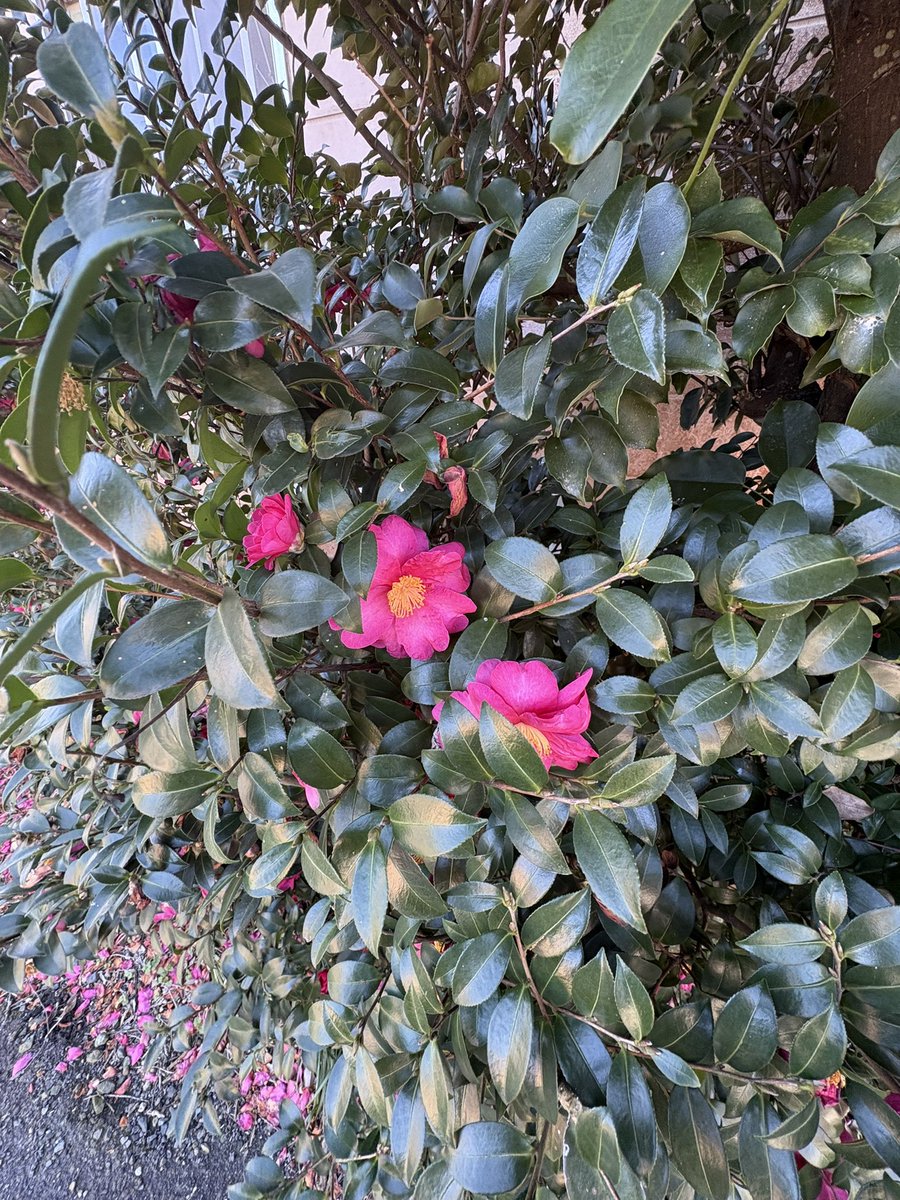 朝散歩で見つけた🌺