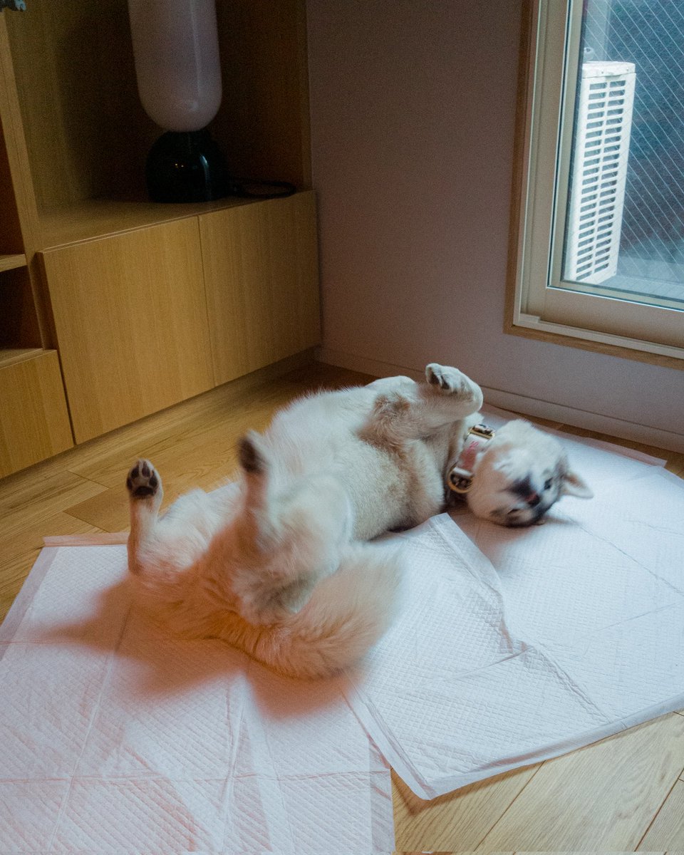 tgc0802's tweet photo. 家でも転がり犬 https://t.co/TaE5JnMOL2