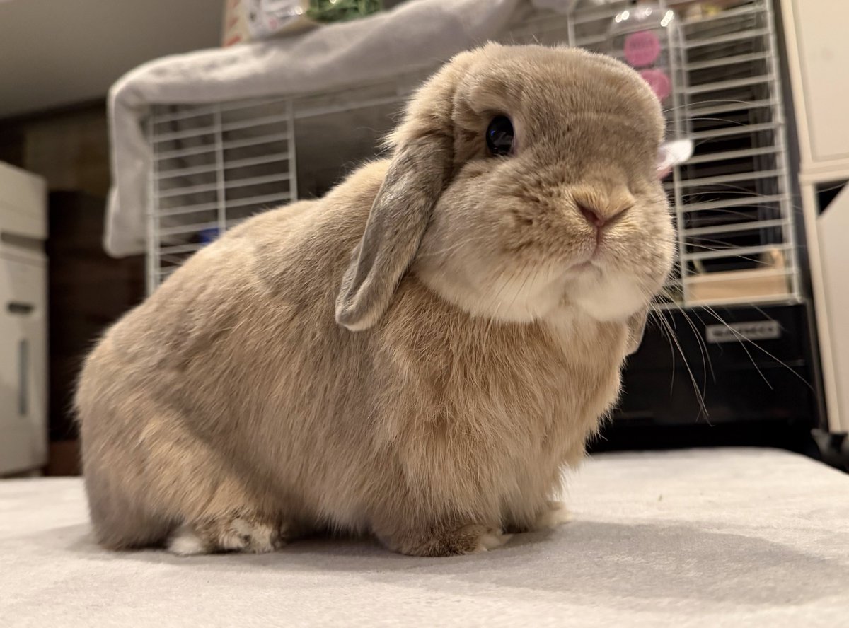 ぬいぐるみかも🐰