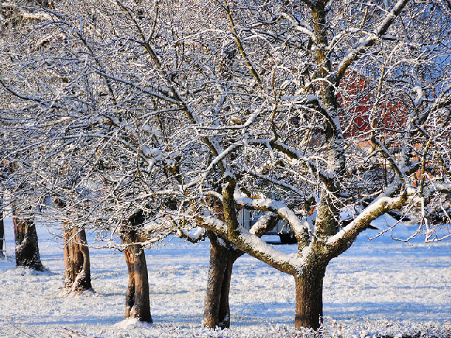 DailyGoethe's tweet photo. Manchmal sieht unser Schicksal aus wie ein Fruchtbaum im Winter. Wer sollte bei dem traurigen Ansehn […], dass diese starren Äste, diese zackigen Zweige im nächsten Frühjahr wieder grünen, blühen, sodann Früchte tragen könnten, doch wir hoffen's, wir wissen's.

🔹Goethe https://t.co/b5DahpyLcJ