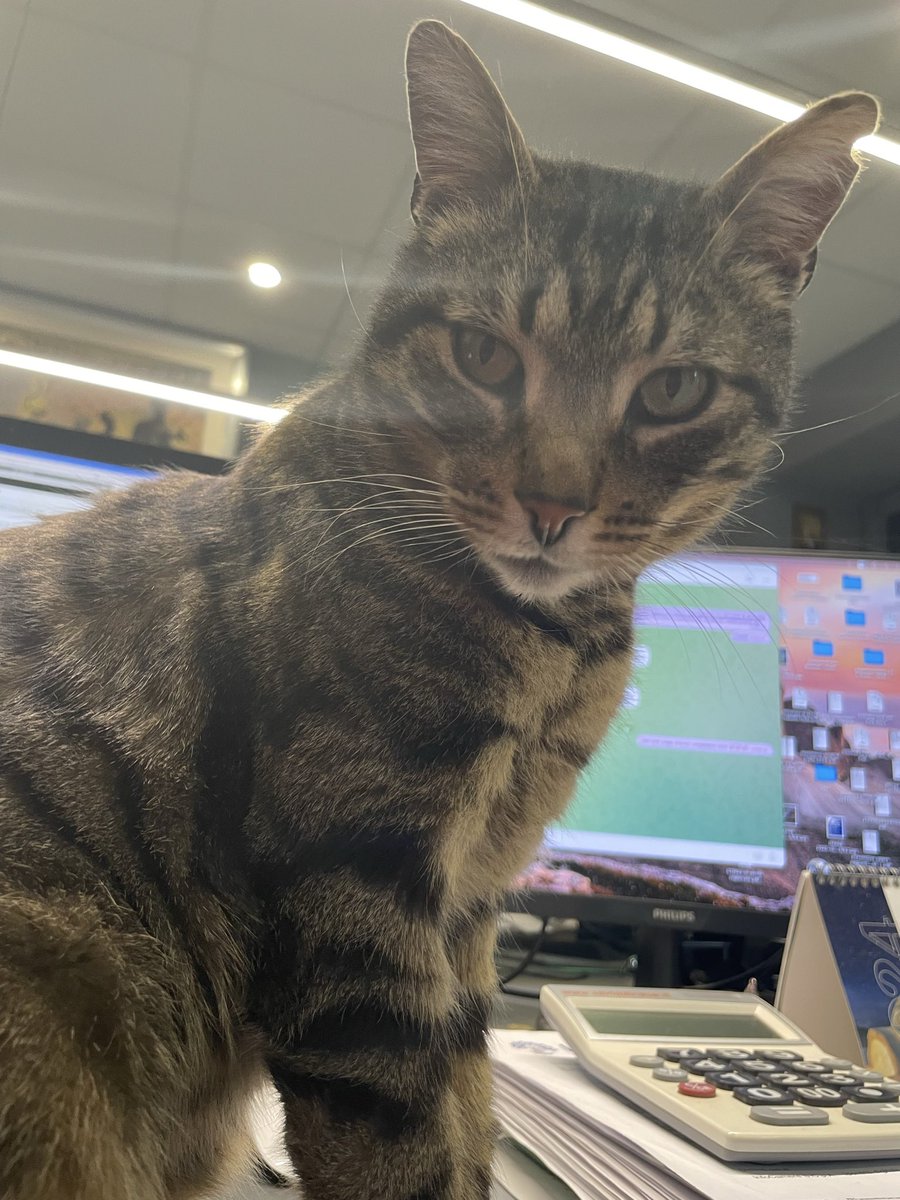 Meno foto e più crocchette, grazie!