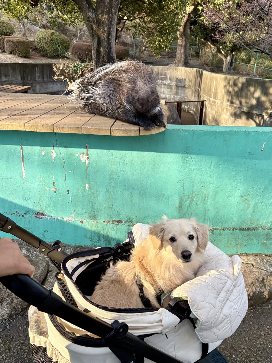 ポメックスのとろろくん (@monaka_0507) / Highlights / X