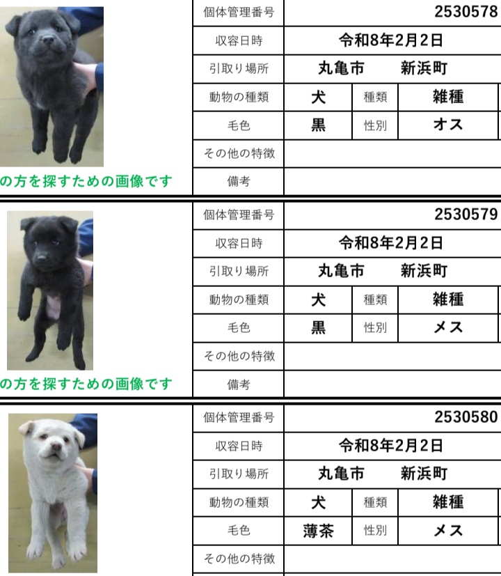 香川県　子犬　里親募集！

２〜３ヶ月の子達🐕️

子犬を飼いたいかた、いませんか？
一匹でもOK👍

香川、岡山、大阪、福井、滋賀その近辺で里親さんを募集！
◉60歳以上の方でもサポートできる家族と同居されていれば譲渡可能です
ご連絡は<a href="/wannyanpeasmail/">学生愛護団体ワンニャン🐾ピースマイル</a>へ🙇

中讃
#香川県 #里親募集 #犬 #子犬