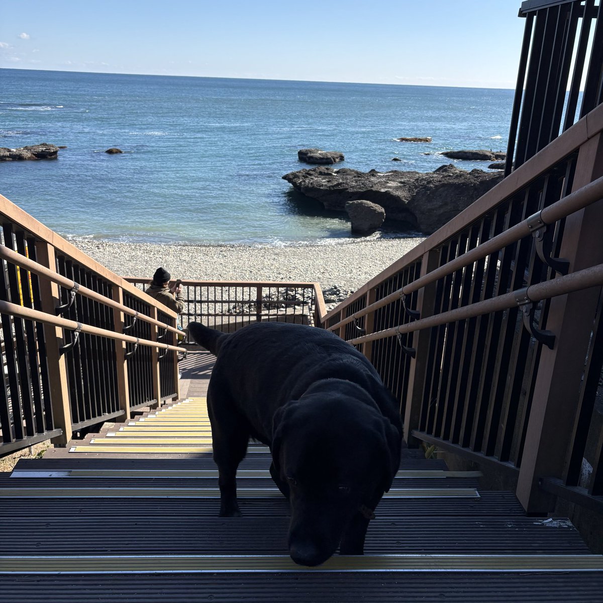 長い抗癌剤治療もようやく終わり、薬づけから解放されたアレンを連れて大洗に行ってきた。おっ母さんとユリっぺが貝殻なんぞを拾っている間、アレンと僕は風もなく穏やかに凪ぐ海を見ながら、南鳥島あたりで採取したレアアースの実用化について思いを馳せたのである。