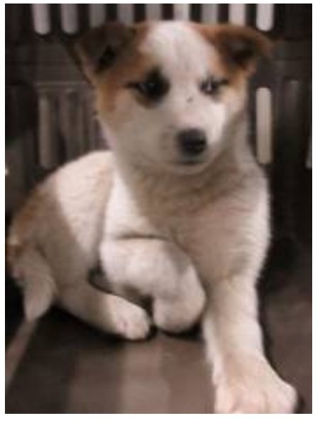 香川県　子犬　里親募集！

４〜６ヶ月齢　メス　白茶

香川、岡山、大阪、福井、滋賀その近辺で里親さん募集！
◉60歳以上の方でもサポートできる家族と同居されていれば譲渡可能です
ご連絡は<a href="/wannyanpeasmail/">学生愛護団体ワンニャン🐾ピースマイル</a>へ🙇

保健所の殺処分から救ってください🙏
中讃2530577番
#香川県
#里親募集　#犬　#子犬