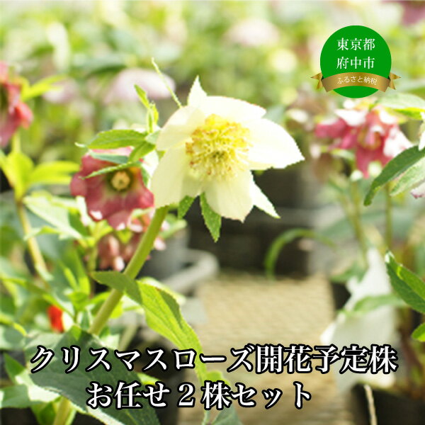 ふるさと納税】クリスマスローズのパイオニア クリスマスローズ開花