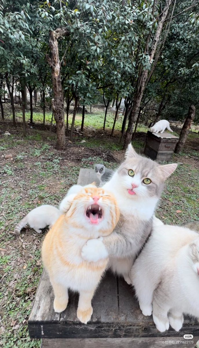 nocontextscats's tweet image. Stop moving orange!