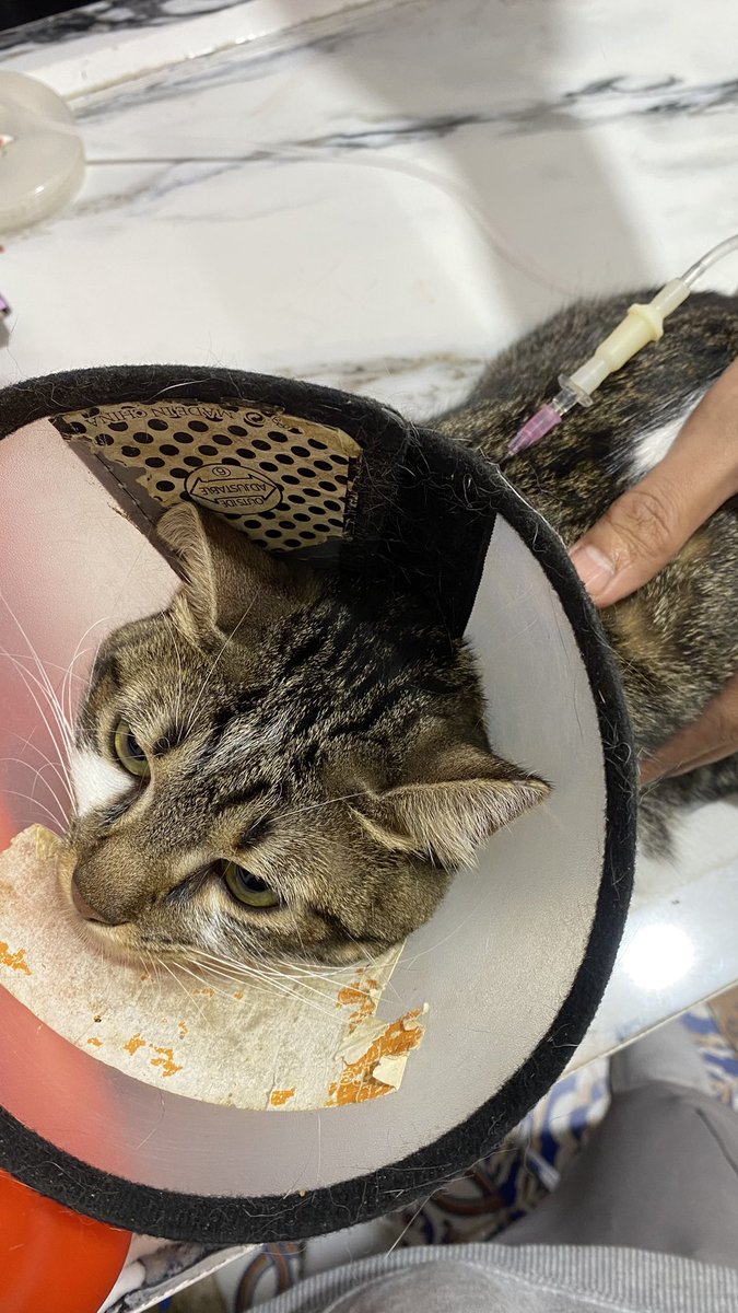 anak cantik mami hari ini jadi pendonor lagi 💕 untuk kucing yang anemia

meski aga drama, galak pol juga tantrum pas mau dicopot kateter

tapi lego hebat &amp; jagoan sekali 🤍

makasih atas kerjasamanya ya lego sayang .. kamu keren banget naaakkk