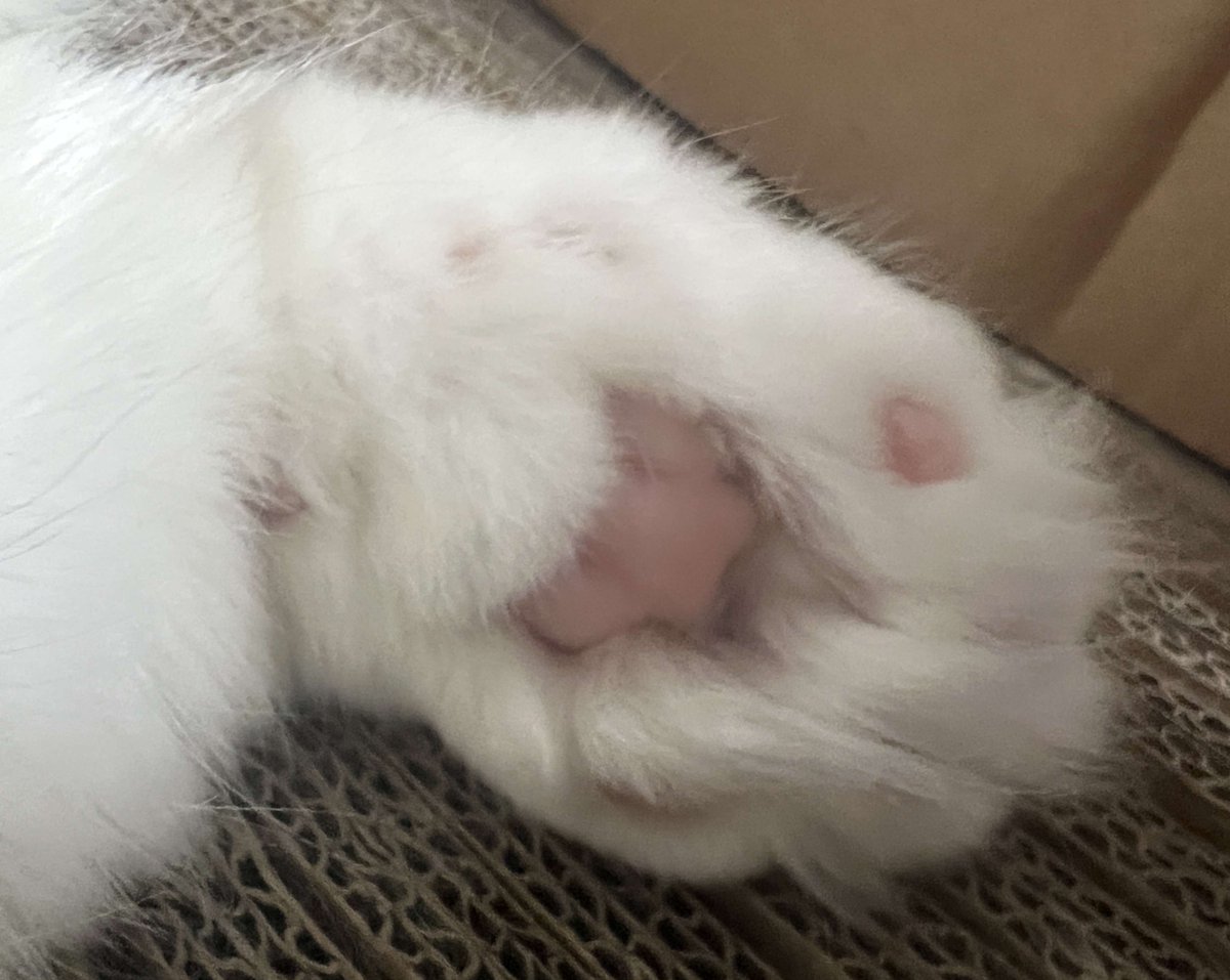 버디냥이 젤리 포착📸
시간표는 카페에 올려놨쥐
이번주도 뇨로시꾸!