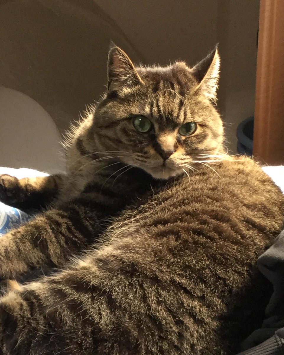 fonta_is_pretty's tweet photo. まん丸な僕をまん丸な飼い主が笑うよ？酷いと思わない？ https://t.co/y5RGfw0Pwd