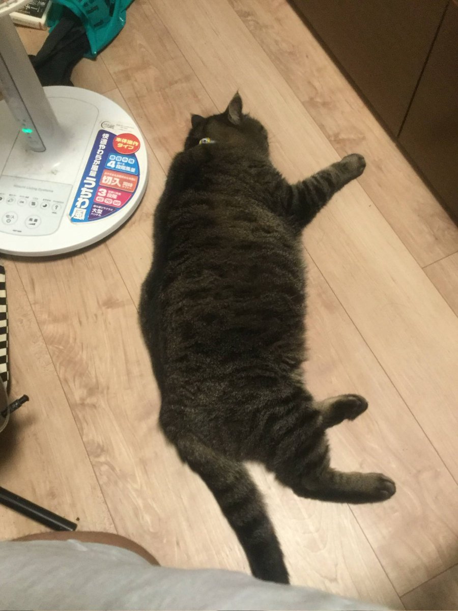fonta_is_pretty's tweet photo. まん丸な僕をまん丸な飼い主が笑うよ？酷いと思わない？ https://t.co/y5RGfw0Pwd