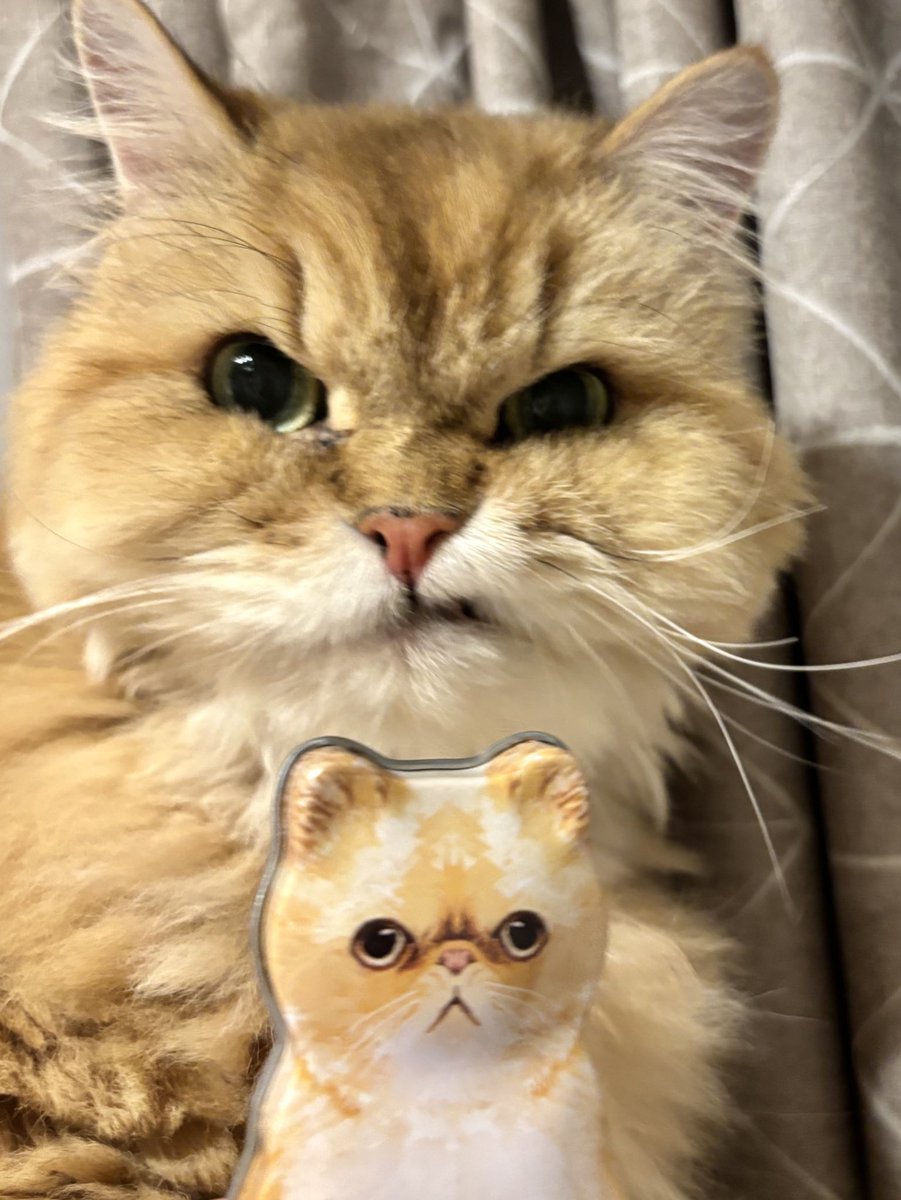 まりもちゃん！と🧌 (@marimo2021915) / Posts and Replies / X