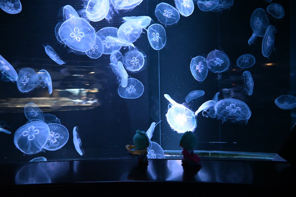 くらげー an-poster-750_r.jpg?fitin=720:720