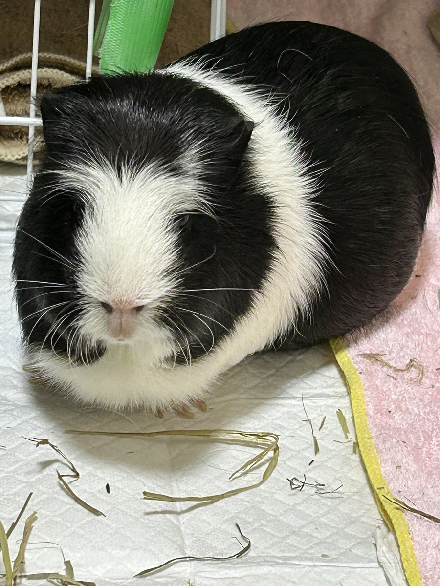 morupanda's tweet image. 豆まきしたよ🙌🫘