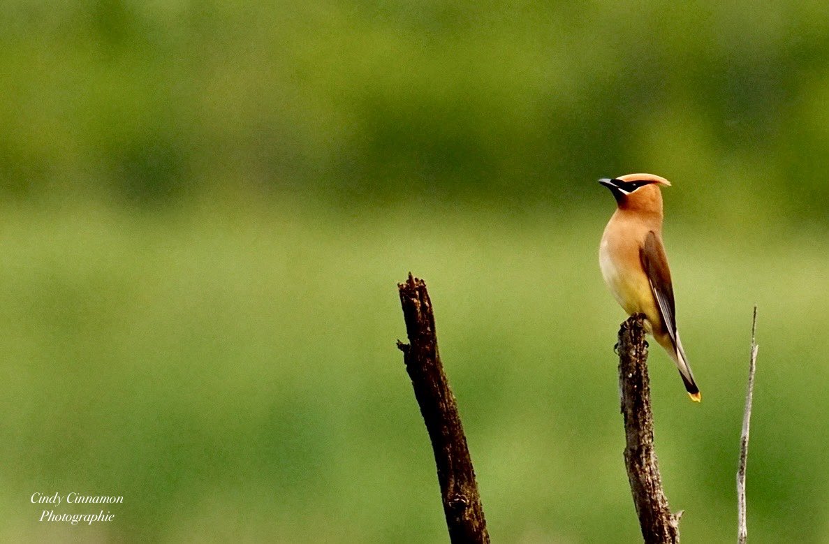 Cindy Cinnamon Photographie
CindyCinnamon.com
Fujifilm X-T50
Sigma 100-400mm
ISO 250 - 449mm - F6,3 - 1/450

#Photo #Fujifilm #FujifilmXT50 #XT50 #Sigma #XPhotographers #Nature #WildLife #Birds #Oiseau #Jaseur #JaseurdAmerique #JaseurDesCèdres #Natural #Quebec #Canada