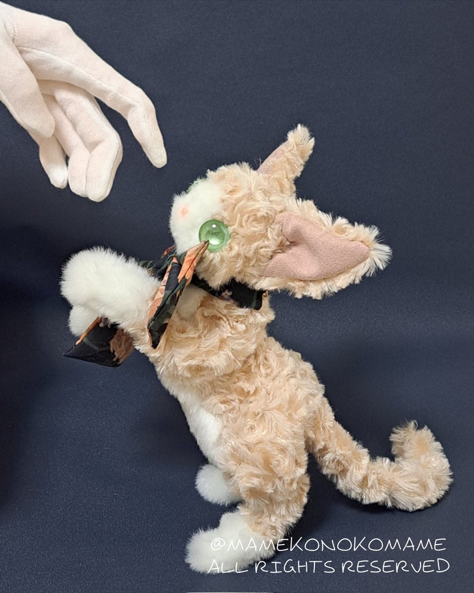 まめこ (@Mamekonokomame) / Posts / X